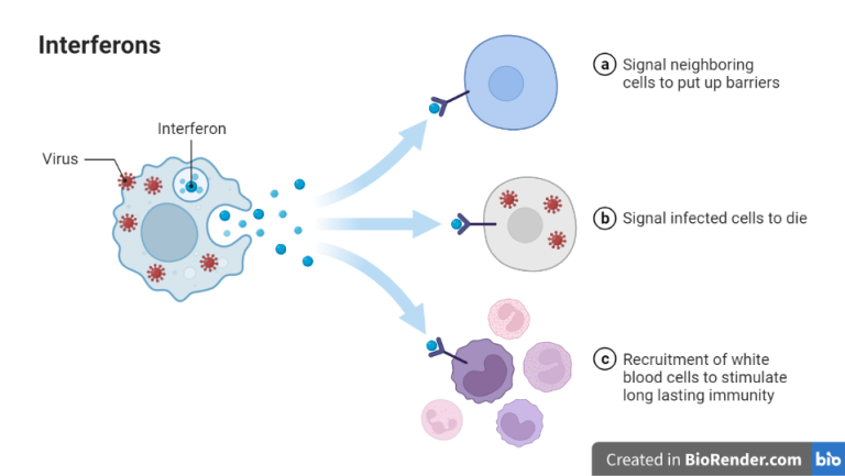 Interferons Definition Features Types Production Cytokine