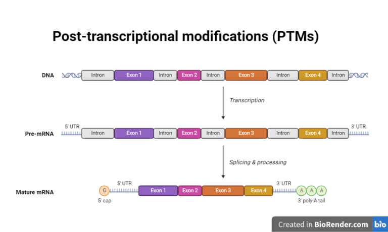 Post Transcriptional Modifications Ptms Steps Regulations