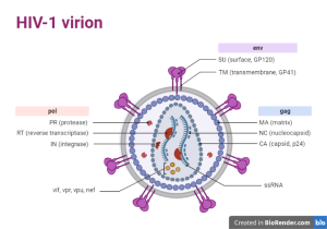 AIDS Definition HIV Mechanism Transmission Stages Diagnosis