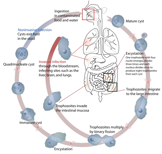 Entamoeba Histolytica Morphology Life Cycle Pathogenesis Clinical Manifestation Diagnosis