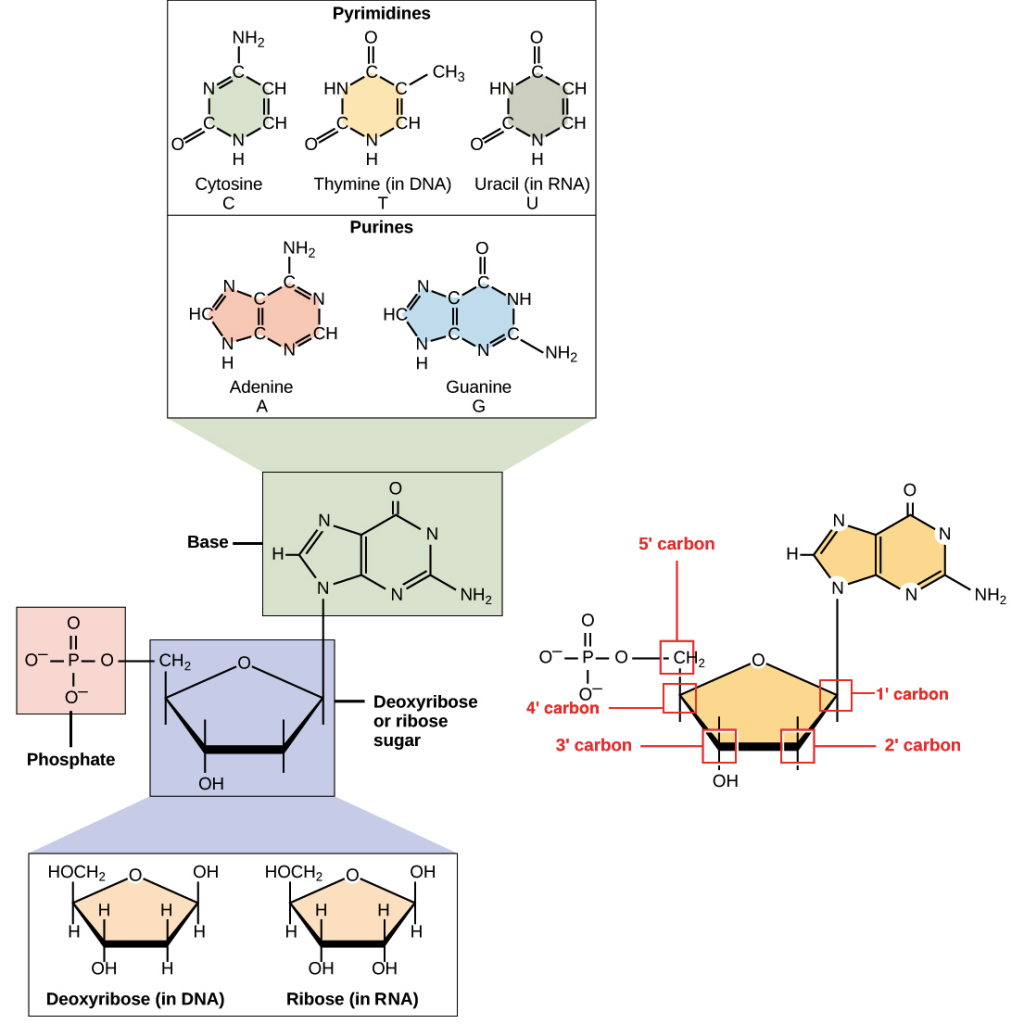 NITROGENOUS BASES