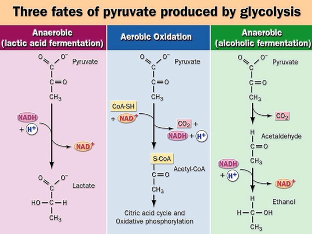 Three fates of pyruvate