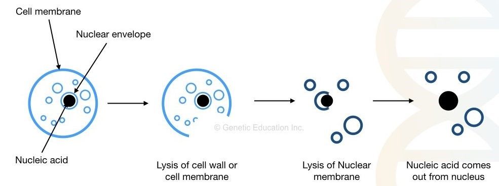 EXTRACTION OF DNA