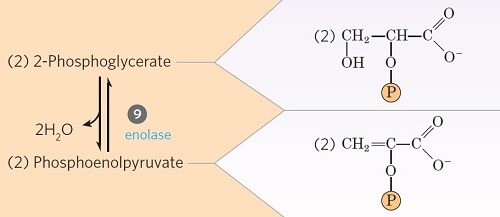 Dehydration of 2-phosphoglycerate (Removal of H2O from 2-phosphoglycerate)