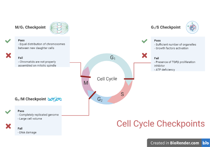 CELL CYCLE CHECKPOINTS