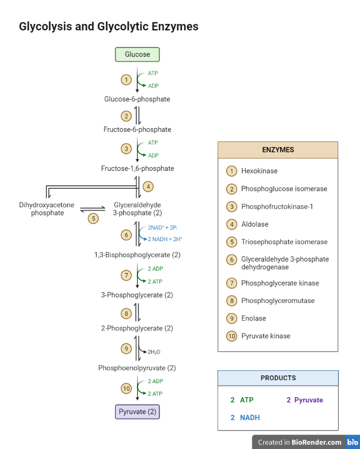 Steps of Glycolysis