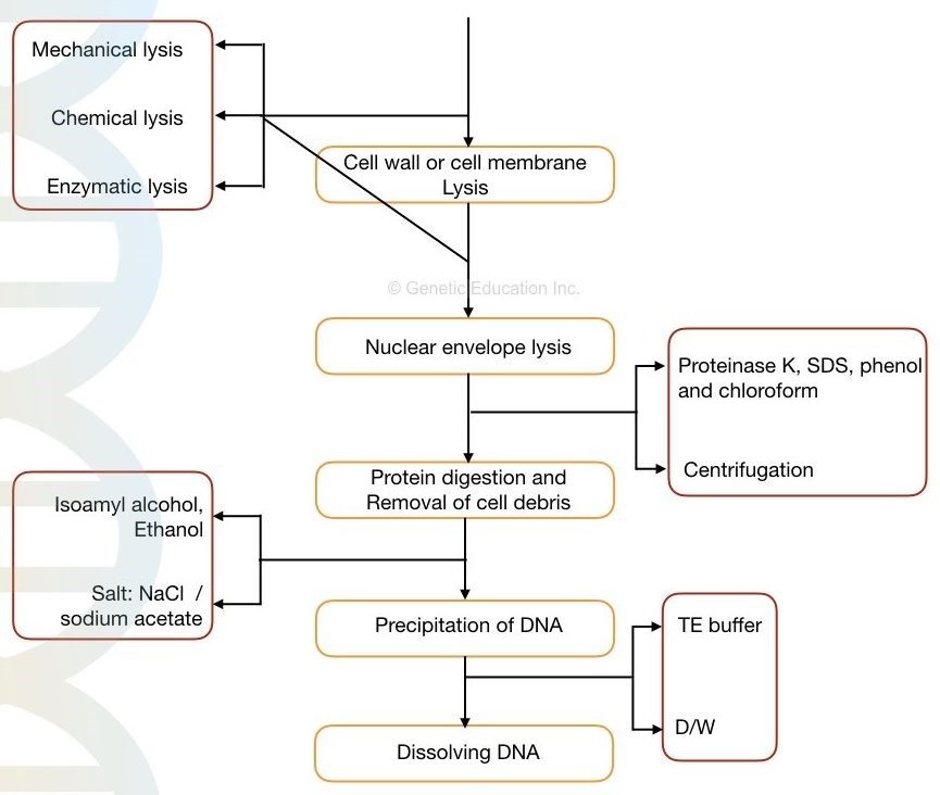 DIFFERENT PRINCIPLES OF DNA EXTRACTION