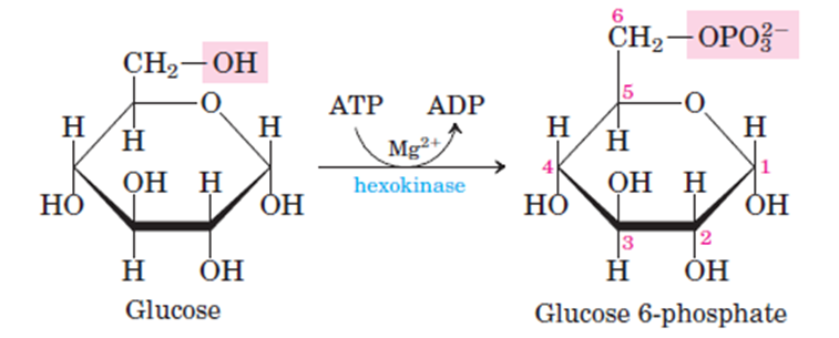 Phosphorylation of glucose