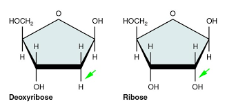 RIBOSE AND DEOXYRIBOSE SUGAR OF NUCLEIC ACID