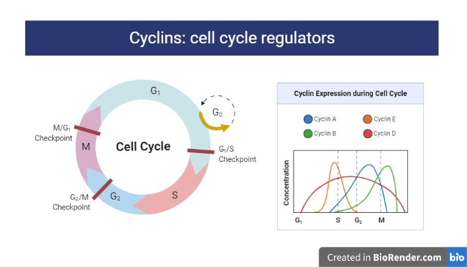 CELL CYCLE REGULATORS