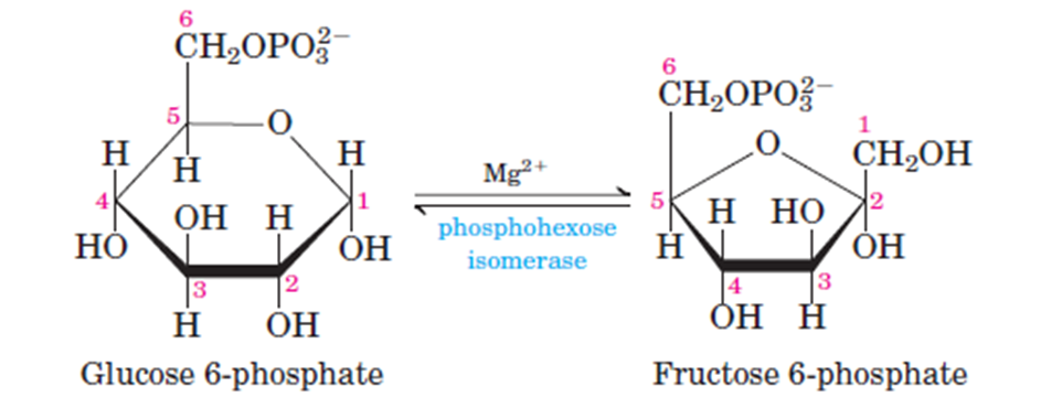 Isomerization of glucose-6 phosphate to fructose-6- Phosphate