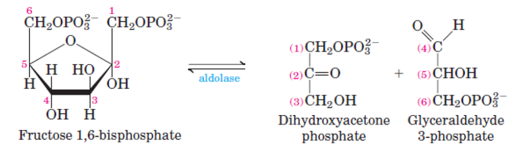 Cleavage of Fructose-1,6-bisphosphate