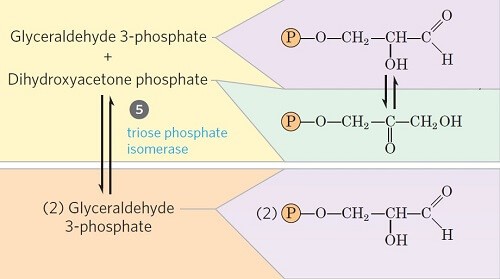 Conversion of dihydroxy-acetone phosphate to glyceraldehyde-3-phosphate