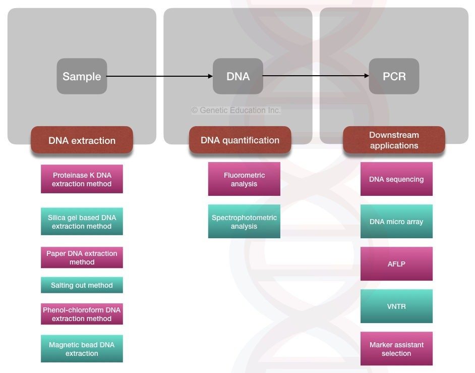 APPLICATION OF DNA EXTRACTION