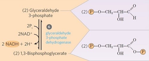 Oxidation of glyceraldehyde-3-phosphate: