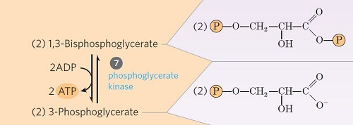 Transfer of phosphoryl group from 1,3-bisphosphoglycerate to ADP