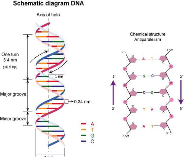 STRUCTURE OF DNA