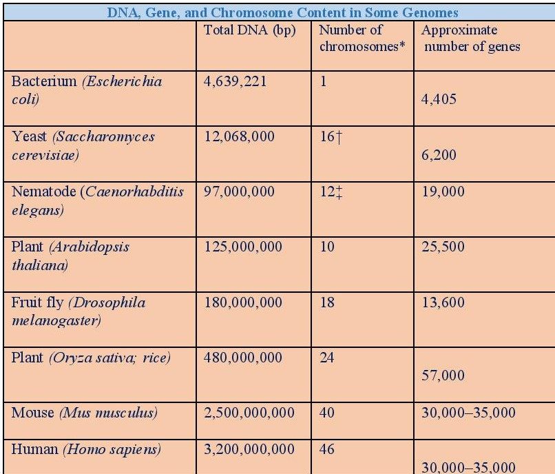 DNA CONTENT IN SOME GENOMES