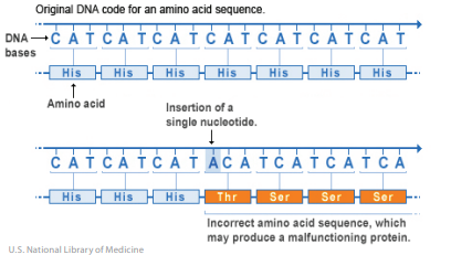 Insertion mutation 