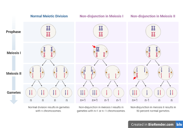 Non-disjunction in Meiosis