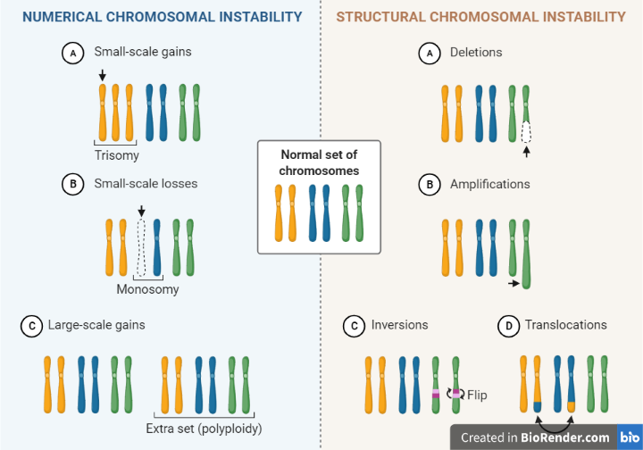 Numerical and structural abnormalities of chromosome