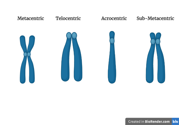 Different types of chromosomes on the basis of centromere