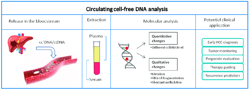 Cell-free DNA (cfDNA)