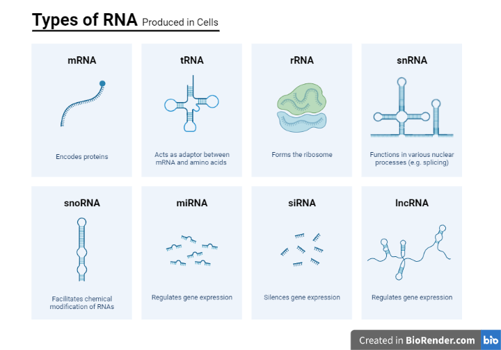 DIFFERENT TYPES OF RNA