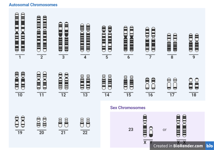 HUMAN KARYOTYPE