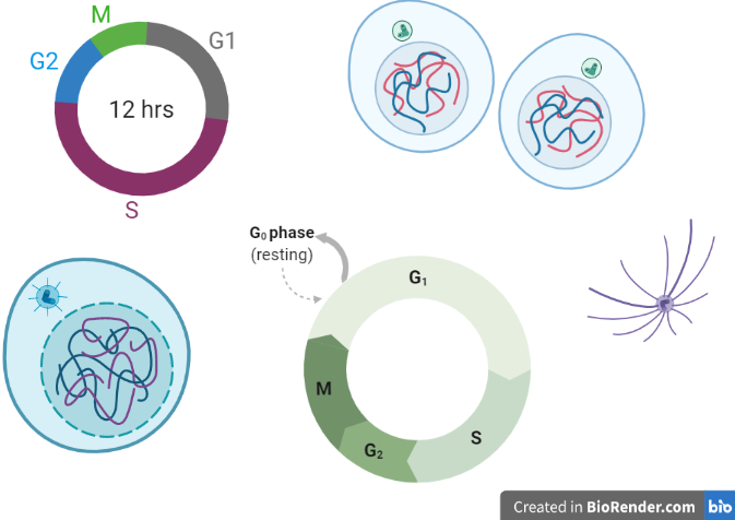 Cell cycle