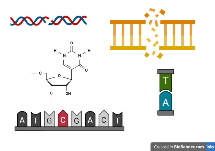 Mutation