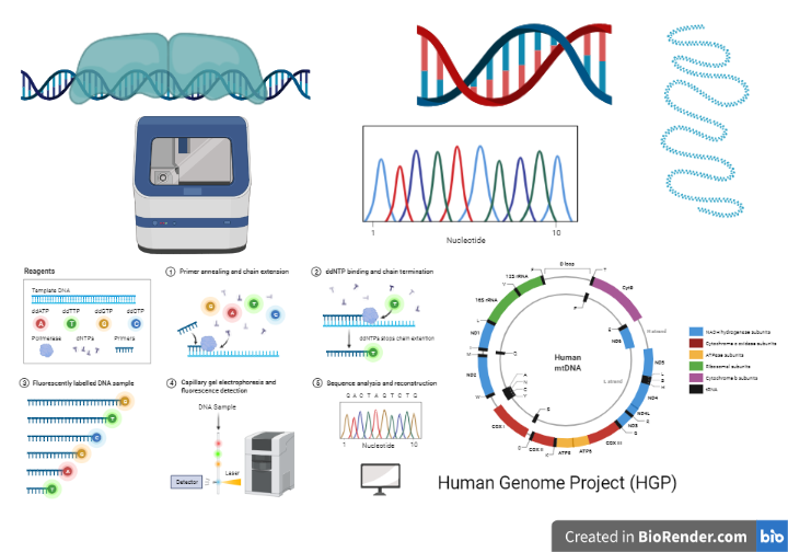 Human genome project Introduction, Goals, Applications Sciencevivid