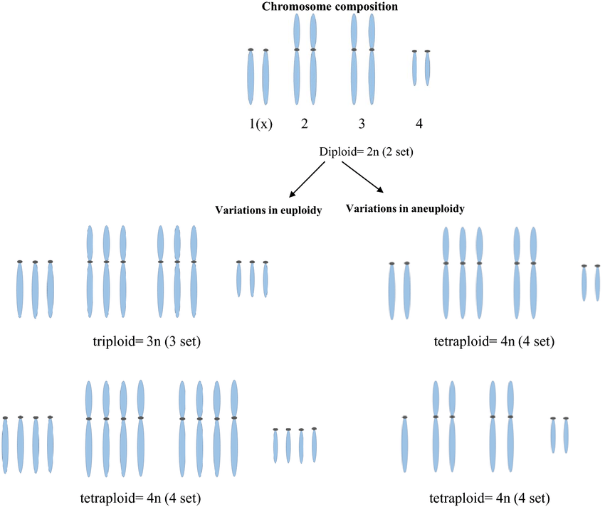 Chromosomal Number Mutations