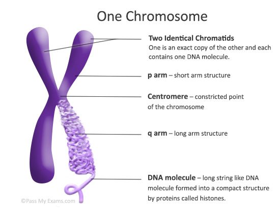 STRCUTURE OF CHROMOSOME