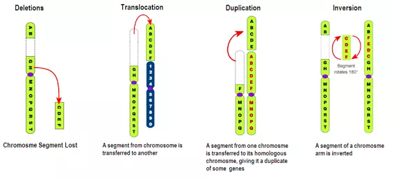 Structural Chromosomal Mutations