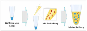 ANTIBODY CONJUGATION