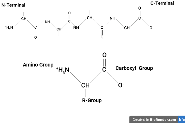 https://sciencevivid.com/tryptophan-operon/