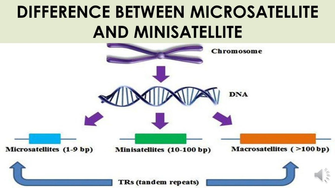 DNA Fingerprinting- Definition, Principle, Steps, Applications ...