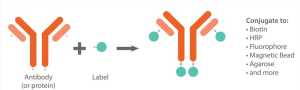 METHODS OF ANTIBODY CONJUGATES