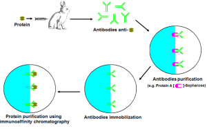 IMMNUOCHROMATOGRAPHY