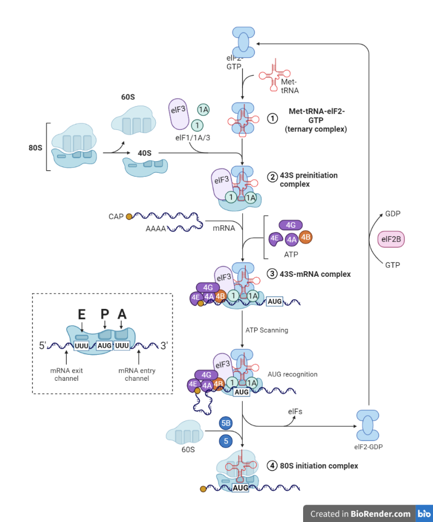 A diagrammatic representation of initiation of protein biosynthesis (translation) in eukaryotic cells