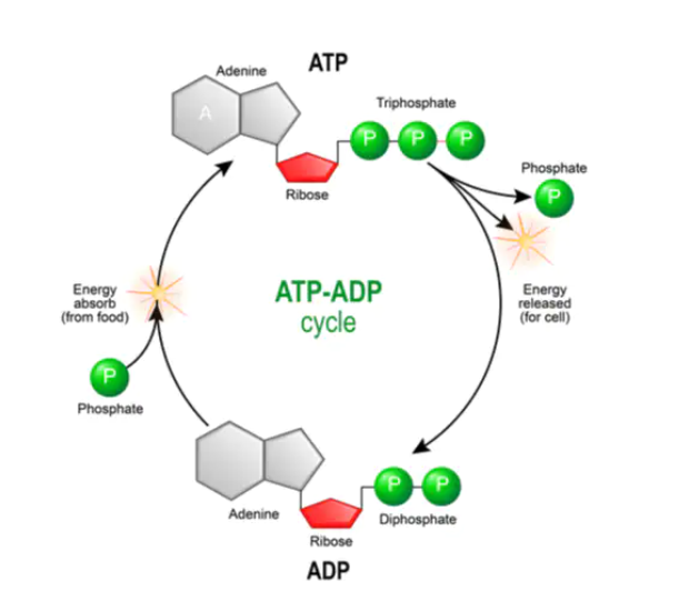 ATP-ADP Cycle in substrate level phosphorylation