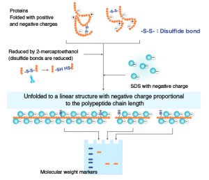 SDS-PAGE- Principle, Components, Steps, Applications - Sciencevivid