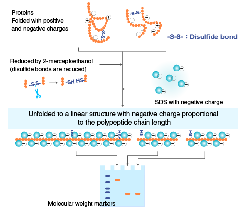  Action of SDS on Protein