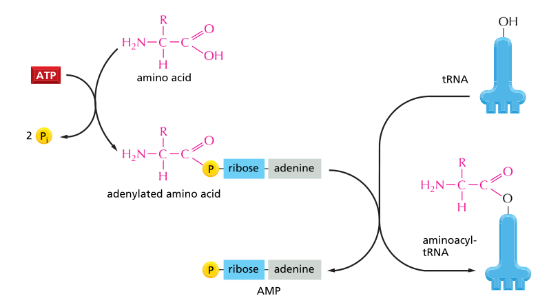 Activation of amino acid