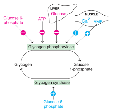 Allosteric regulation of glycogenolysis and glycogenesis (-: Inhibition; +: activation)