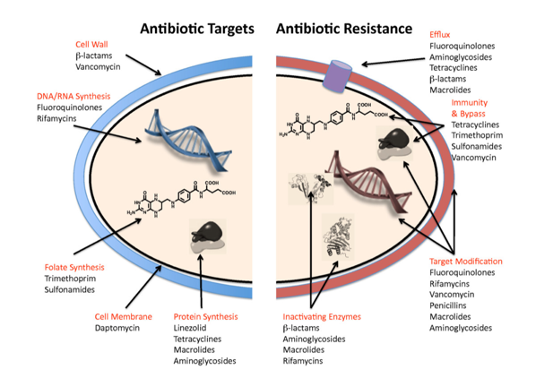 Mechanism of antibiotic resistance