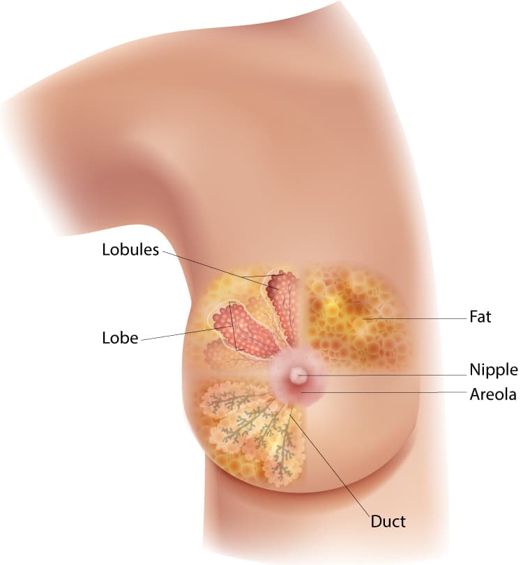 The diagram of the breast showing the location of the lobules, lobe, duct, areola, nipple, and fat.  