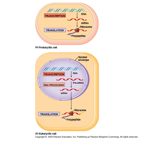 The Central Dogma in prokaryotic versus eukaryotic cells