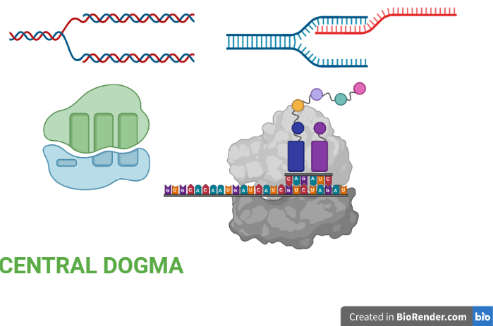 Central Dogma- Replication, Transcription, Translation - Sciencevivid